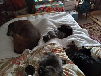 My empty coffee cup, one hound dog, two cats, and three foster kittens penning me down.