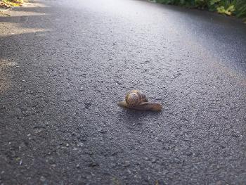 Snail friend