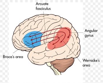 Parts of the brain involved in speech & language. Side view - mid left and right. 