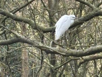 Little Egret