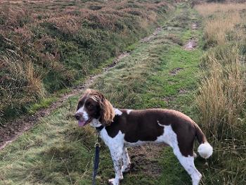 Springer spaniel 