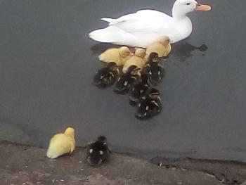 Mum and babies bless