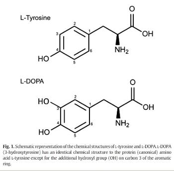 Structures of tyrosine and levodopa