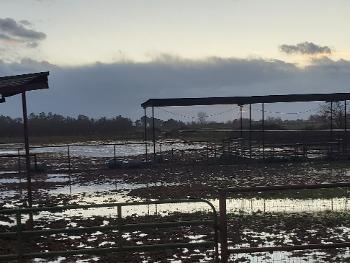 Mud Farm