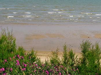 Colour photo of a beach with purple wild flowers in the fore ground