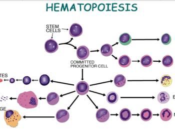 Steps to making bone marrow cell products