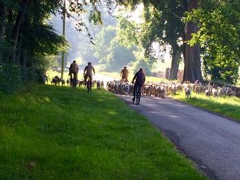 Hunting hounds on country road