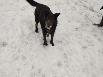 A black collie dog standing in a snowy field