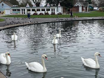 7 swans swimming 