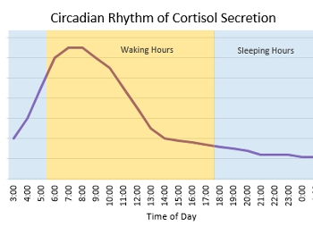 Circadian rhythm of cortisol output in healthy people