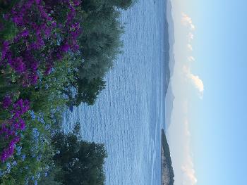 Bushes and flowers, sea and a view of an island in Greece