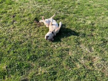 Labrador rolling in a field 