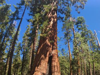 Photo of a couple standing by a giant sequoia tree 