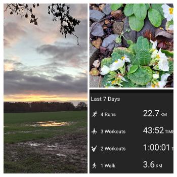 Sunrise, winter flowers and my stats
