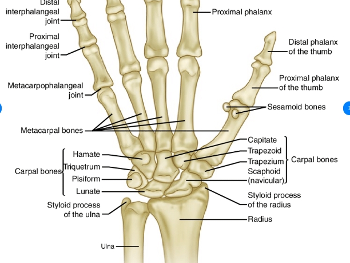 finger joints