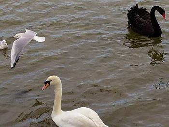 One white and one black swan on a river and gulls flying.