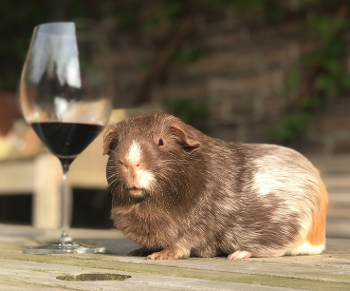 Guinea pig  by a wine glass - wondering how to lift it for a drink