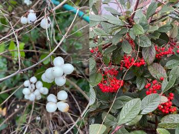 Winter Berries White & Red