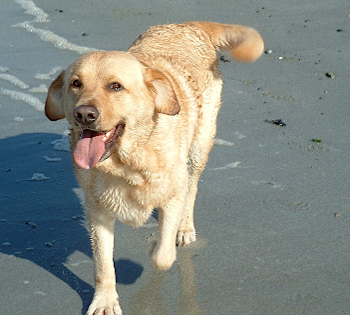 Labrador retriever with daft ears, on a beach