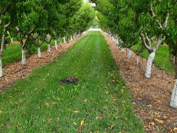 peach  orchards 
