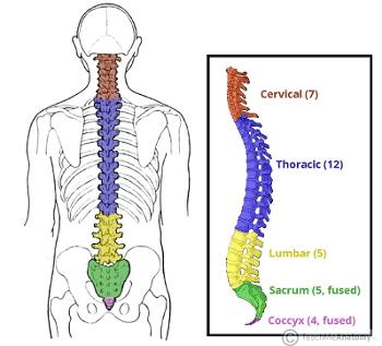 Diagram of spinal column with vertebrae numbered