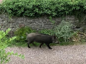 Female boar strolling along  my drive. 