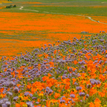 California poppy super bloom 