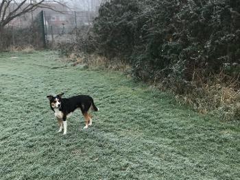 Dog on frosty grass with robin