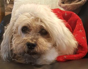 Maxy Bon Bon, Lhasa Apso cross in his Christmas Hat 