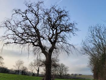 Oak tree silhouette. 