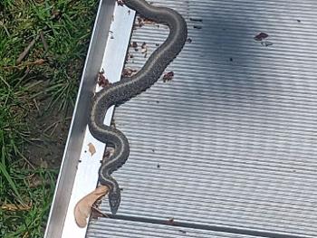 garter snake on ramp
