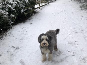 Molly in the snow!