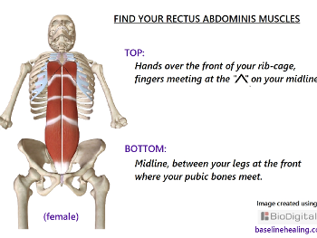 rectus abdominis.  Find the top and bottom pubic symphysis and xiphoid process of sternum