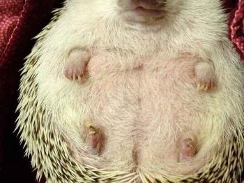 Comfy Hedgehog