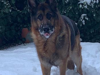 Cody enjoys the snow