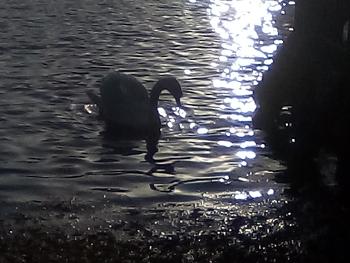 Sun glistening on water with swan 