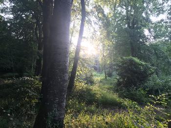 Early morning sunrise through forest 