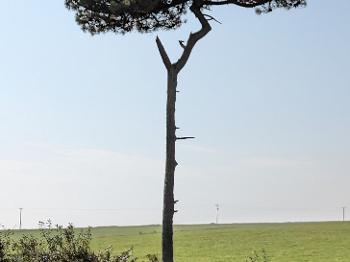 An unusually shaped tree. Tall trunk with a horizontal canopy at the top.