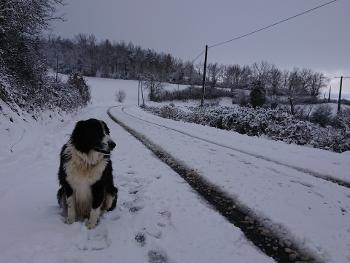 Dog sitting in snow in countryside