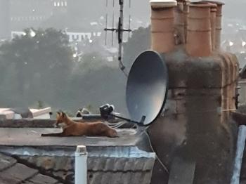 Fox on a rooftop.