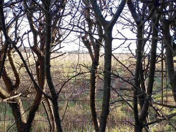 Old Wood shady hedgerow.  View to New Shoots in field of February afternoon sunshine.  UK.