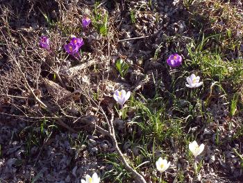 my crocuses yesterday