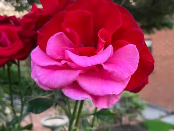 Rose in bloom