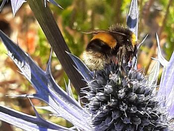 Bees on thistle 