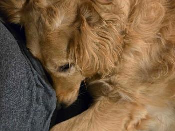 Golden Retriever on a lap giving a hug