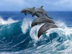 dolphins....traveling an lving in pods....pods not solo