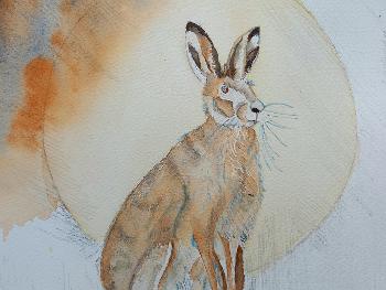 Half done hare...