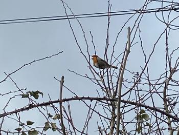 Robin singing in a tree 