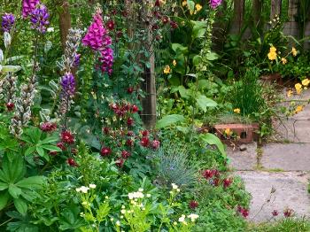 Just a little corner in a very little garden 😊
