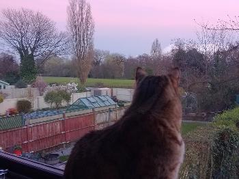 Pixie watching sunset 